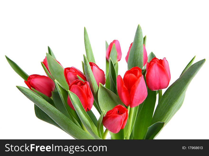 A bunch of Tulips isolated on white background