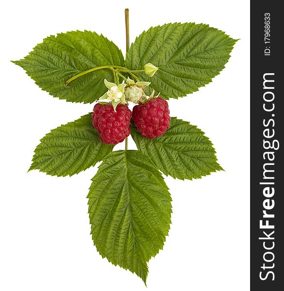 Ripe raspberries and flower, isolated on white