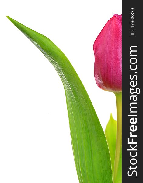 A Tulip isolated on white background