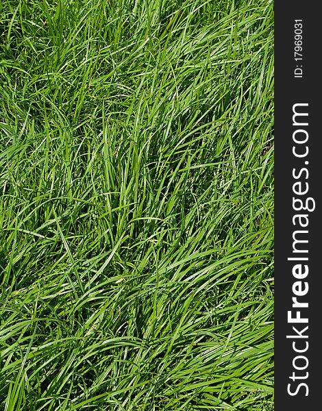 View of Green grass background