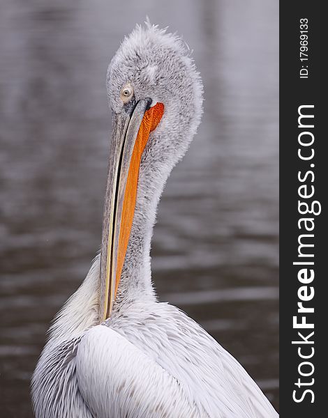 Detail of dalmatian pelican (Pelecanus crispus)