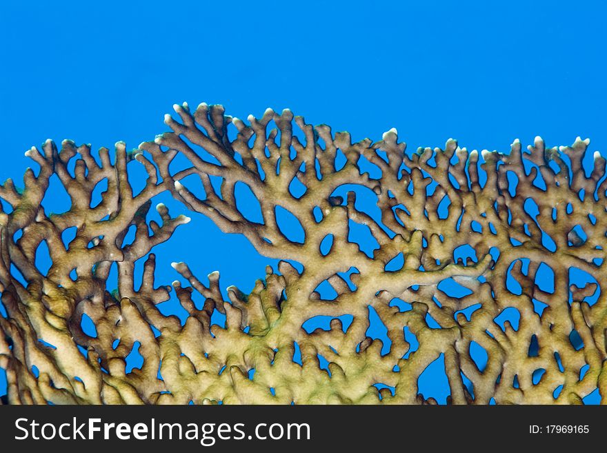 Fire coral against a bright blue background in the Red Sea, Egypt