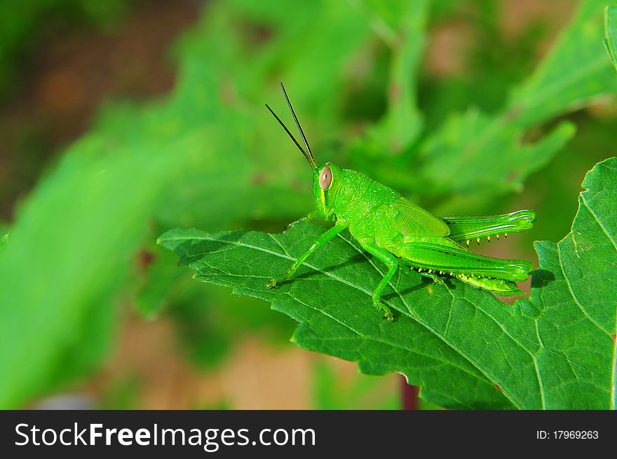 Grasshopper resting on a leaf. Grasshopper resting on a leaf