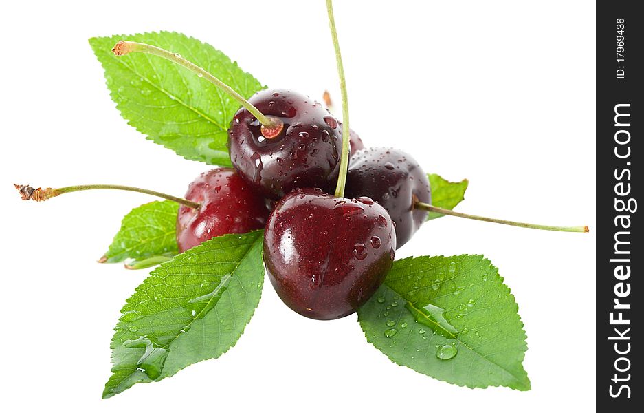 Wet ripe cherries with leaves, isolated on white