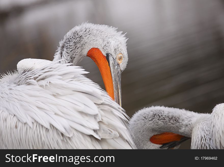 The detail of washing white pelican. The detail of washing white pelican.