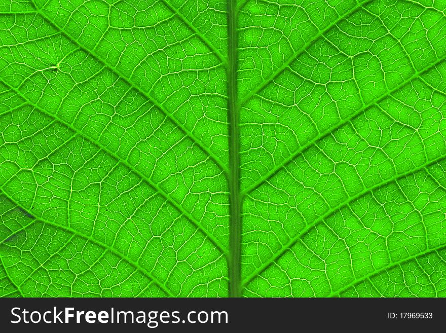 Green leaf frame