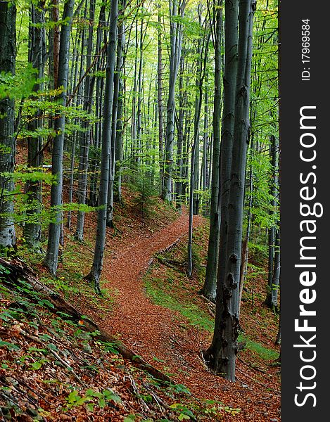 Trees And Rocks In Wood