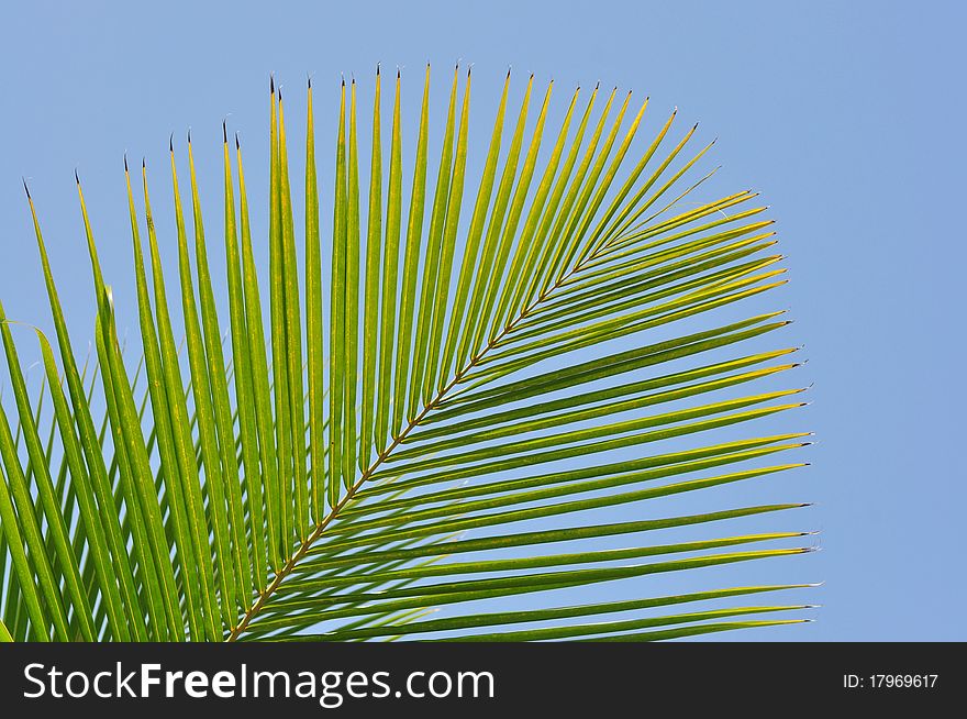 Tropical palm leaves against blue sky