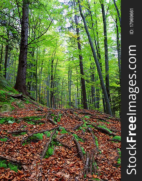 Trees and rocks in mountain wood. Carpathians, Ukraine. Trees and rocks in mountain wood. Carpathians, Ukraine