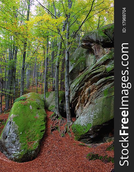 Trees and rocks in mountain wood. Carpathians, Ukraine. Trees and rocks in mountain wood. Carpathians, Ukraine