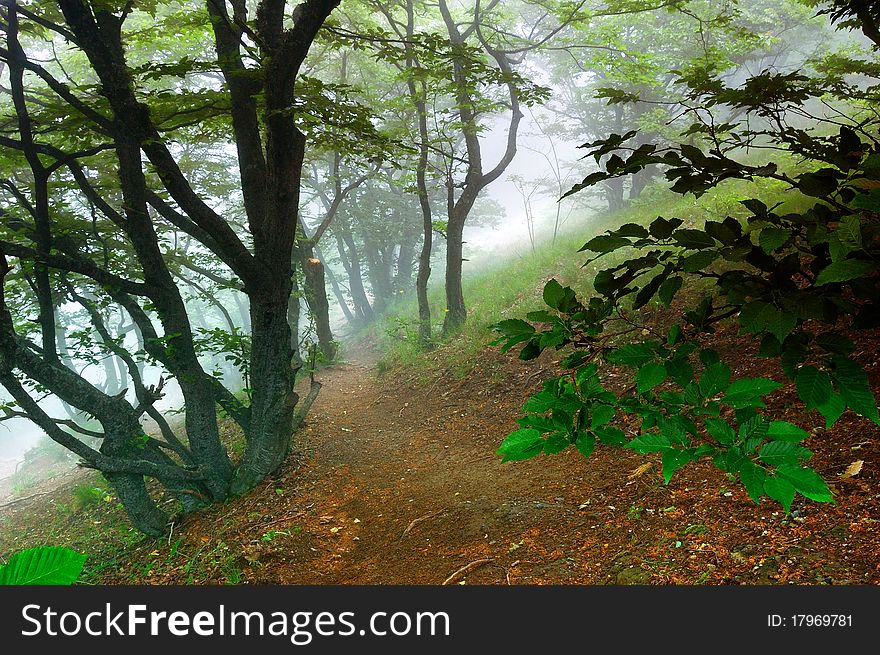 Mountain beechen wood with a fog. Ukraine, Crimea