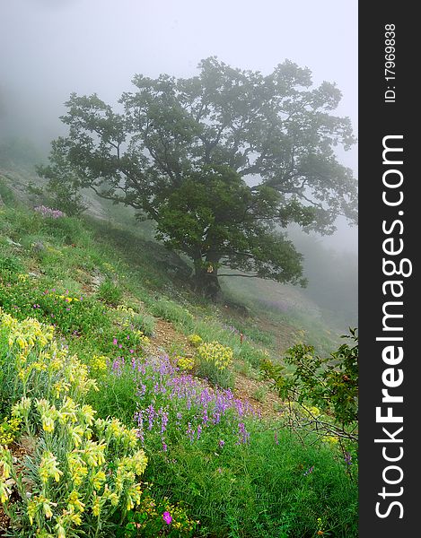 Mountain beechen wood with a fog. Ukraine, Crimea