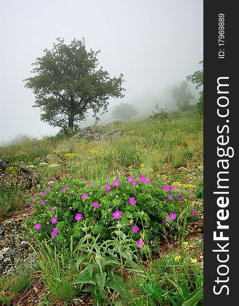 Mountain beechen wood with a fog. Ukraine, Crimea