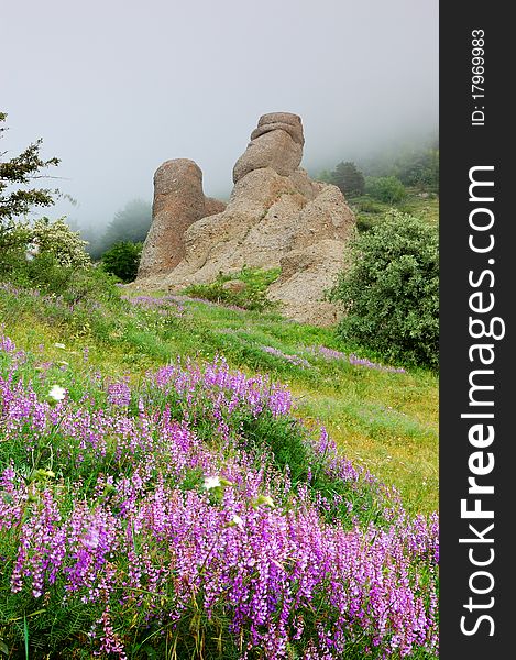 Flowers and rocks in mountains with a fog. Crimea, Ukraine.