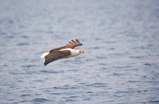 African Fish Eagle (Haliaeetus Vocifer) Royalty Free Stock Photo African Fish Eagle (Haliaeetus Vocifer) Royalty Free Stock Photo