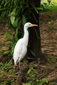 White Cattle Egret Bird On The Ground Royalty Free Stock Images