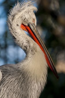 Dalmatian Pelican Portrait Royalty Free Stock Image Dalmatian Pelican Portrait Royalty Free Stock Image