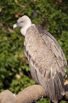 Griffon Vulture On A Branch Royalty Free Stock Image Griffon Vulture On A Branch Royalty Free Stock Image