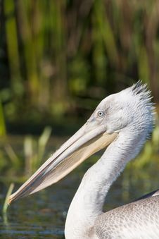 Dalmatian Pelican Portrait Royalty Free Stock Photography Dalmatian Pelican Portrait Royalty Free Stock Photography