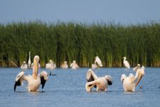 White Pelicans Royalty Free Stock Photography White Pelicans Royalty Free Stock Photography