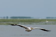 White Pelican In Flight Royalty Free Stock Images