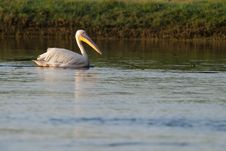 White Pelican In Danube Delta Stock Image