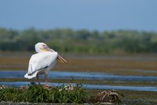 White Pelican Resting Stock Images White Pelican Resting Stock Images
