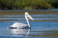 Dalmatian Pelican On Water Royalty Free Stock Images Dalmatian Pelican On Water Royalty Free Stock Images