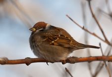 Portrait Of A Sparrow Royalty Free Stock Photos