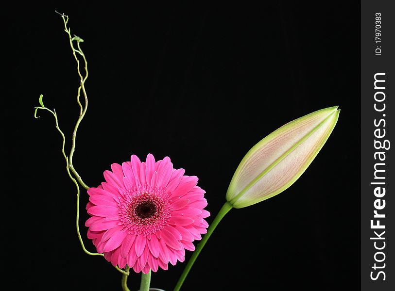 Gerber Daisy and Stargazer Bud on Black