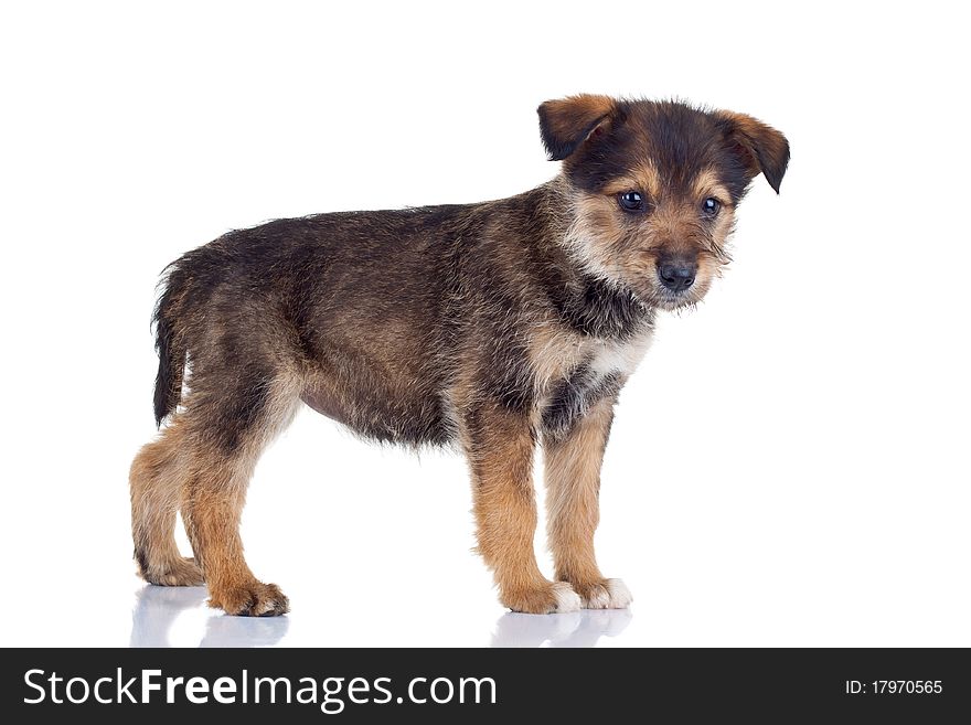 Small cute puppy standing very curious on a white background. Small cute puppy standing very curious on a white background
