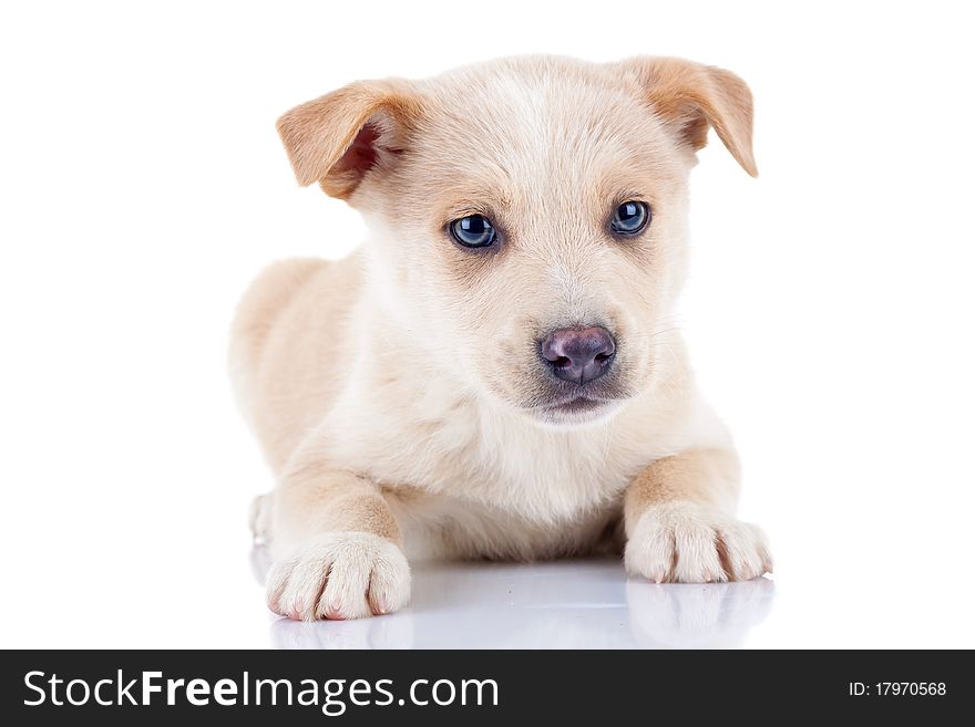 Golden puppy sitting