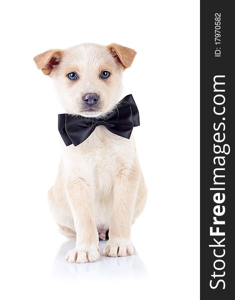 Adorable golden puppy wearing a ribbon at it's neck over white