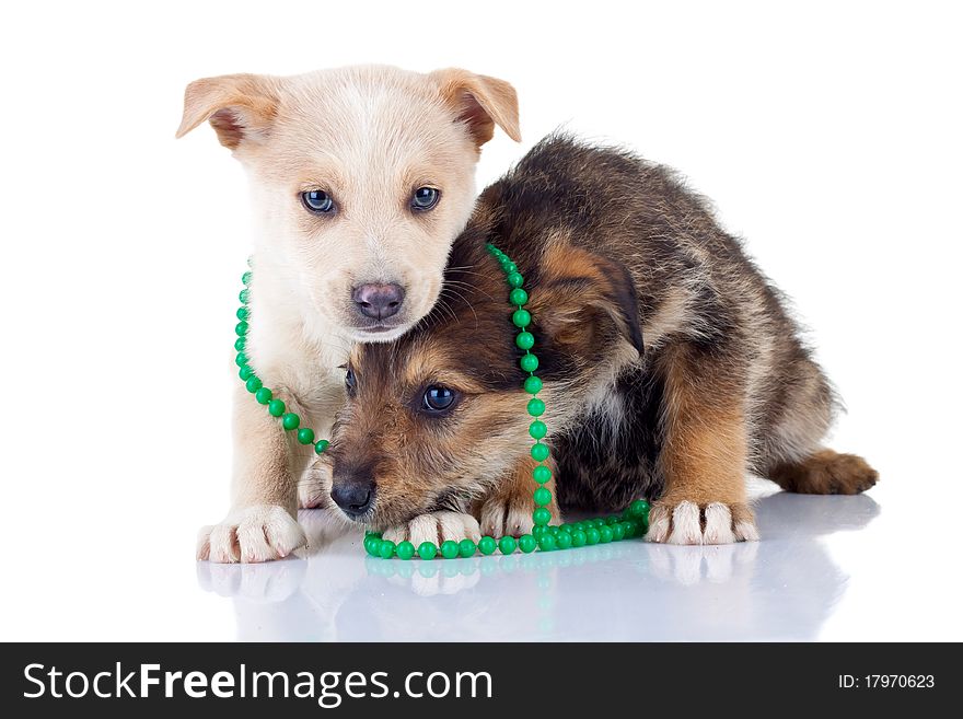 Two very shy puppies, seated on a white background