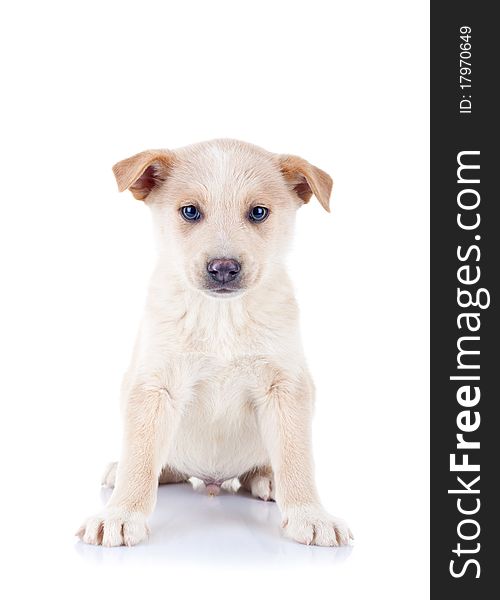 Picture of a cute seated homeless puppy, looking at the camera