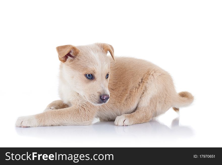 Stray puppy sitting at the ground, on a white background