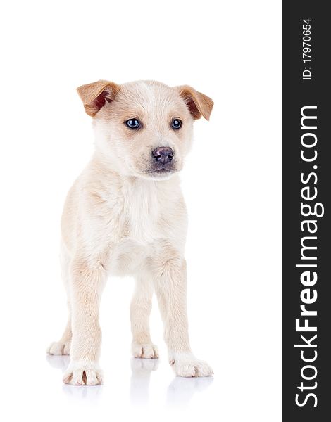 Portrait of a blond young puppy standing. Isolated on white