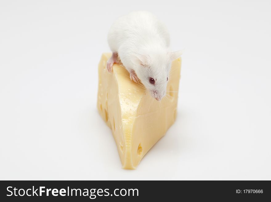 White mouse climbing on a piece of cheese. White mouse climbing on a piece of cheese