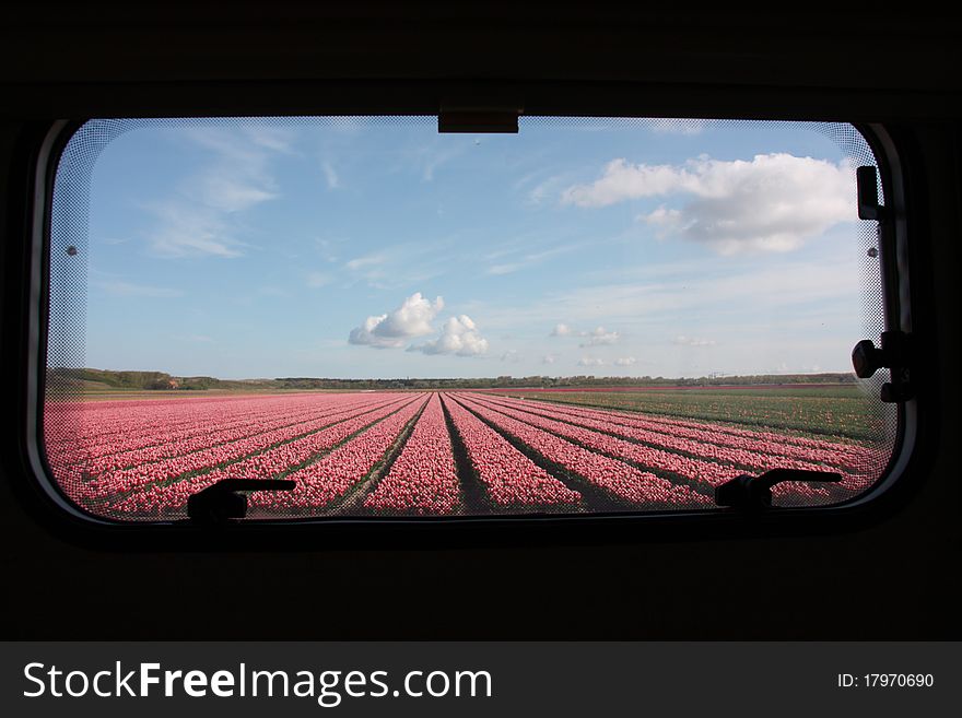 Field of tulips taken throug the window of a trailer. Taken in Julianadorp, the Netherlands. Field of tulips taken throug the window of a trailer. Taken in Julianadorp, the Netherlands