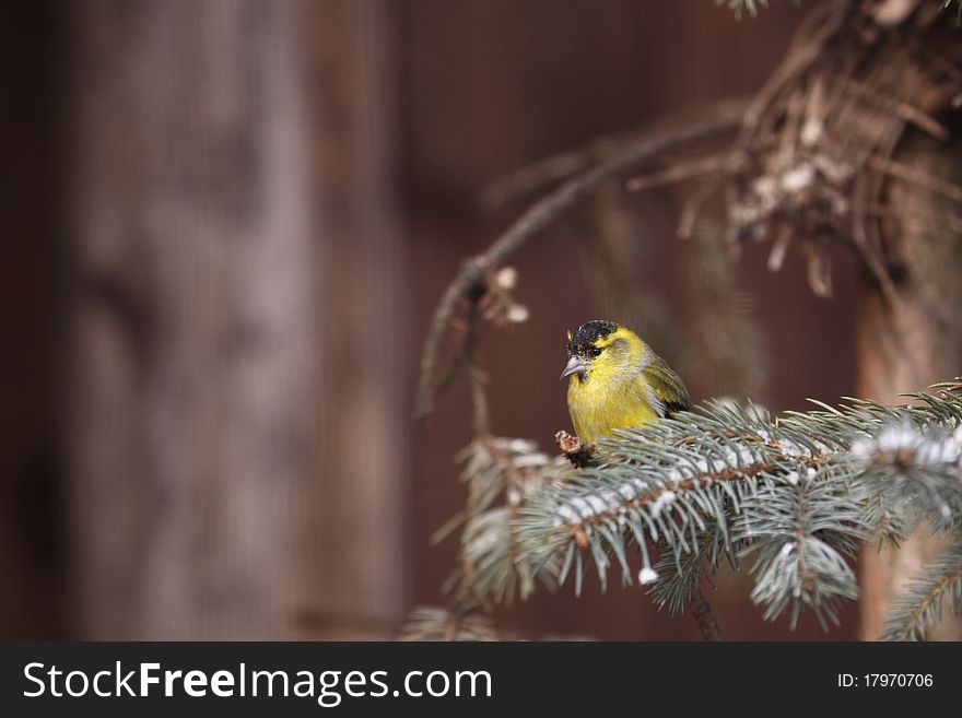 Eurasian siskin