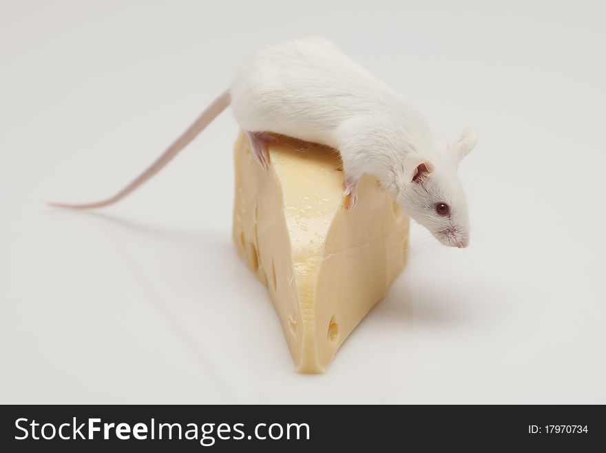 White mouse climbing on a piece of cheese. White mouse climbing on a piece of cheese