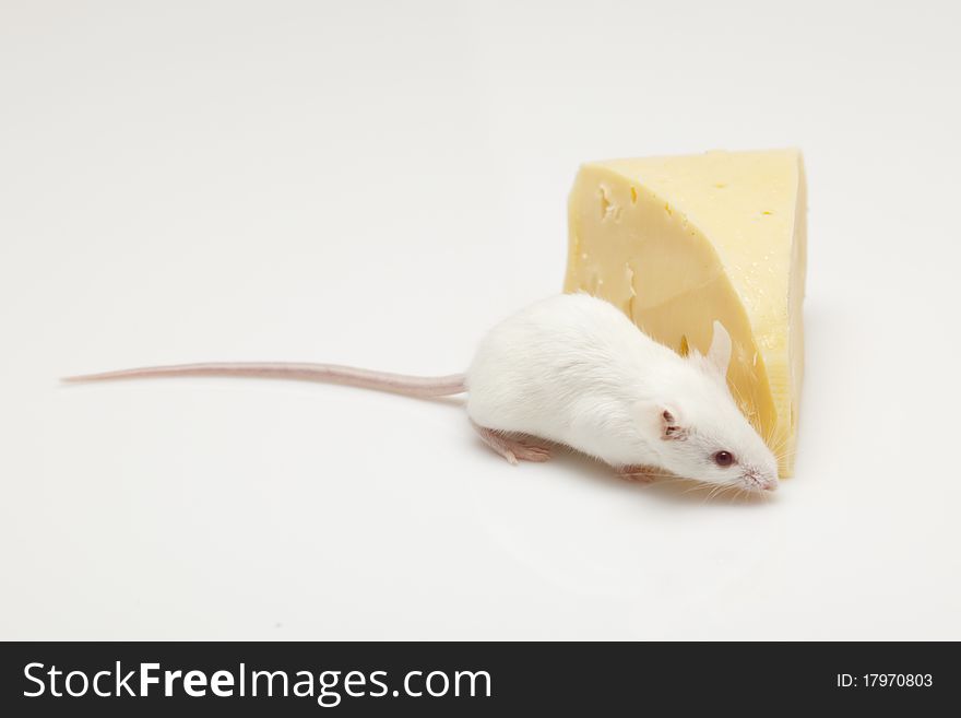 White mouse climbing on a piece of cheese. White mouse climbing on a piece of cheese