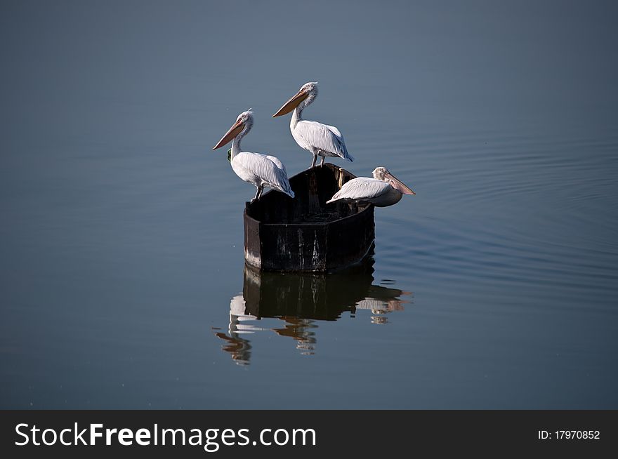 Pelicans On The Boat