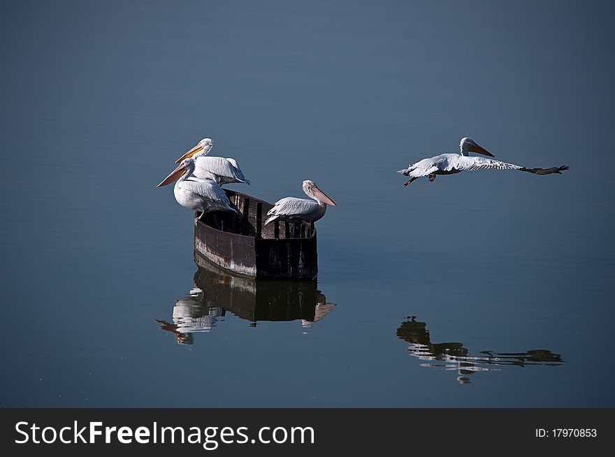 Pelicans On The Boat