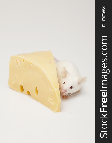 Mouse And Cheese