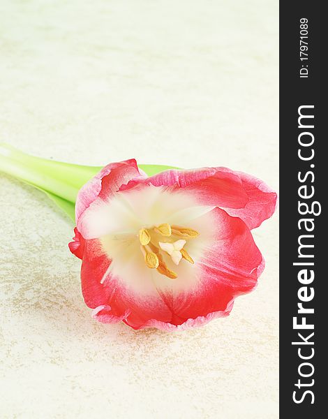 Beutiful pink and white open tulip