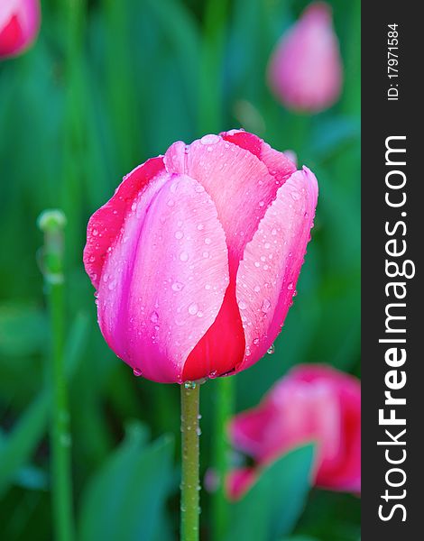 Colorful tulipe flower with morning dew drops. Colorful tulipe flower with morning dew drops