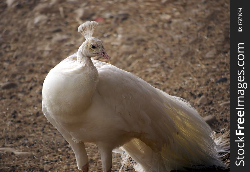 White peacock (peahen) with beautiful crown or corona