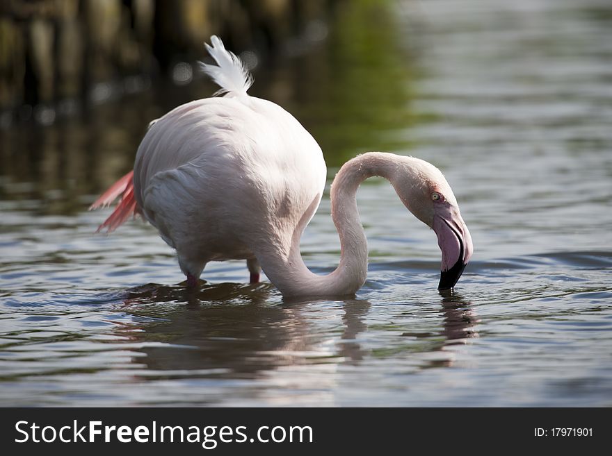 A ruffled-up Lesser Flamingo wading in the water for fish. A ruffled-up Lesser Flamingo wading in the water for fish.
