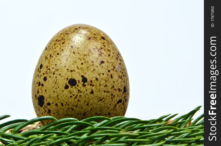 Eggs of quails are popular dietary and healthy food. Eggs of quails are popular dietary and healthy food